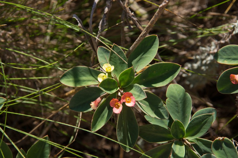 Euphorbia duranii photo 5