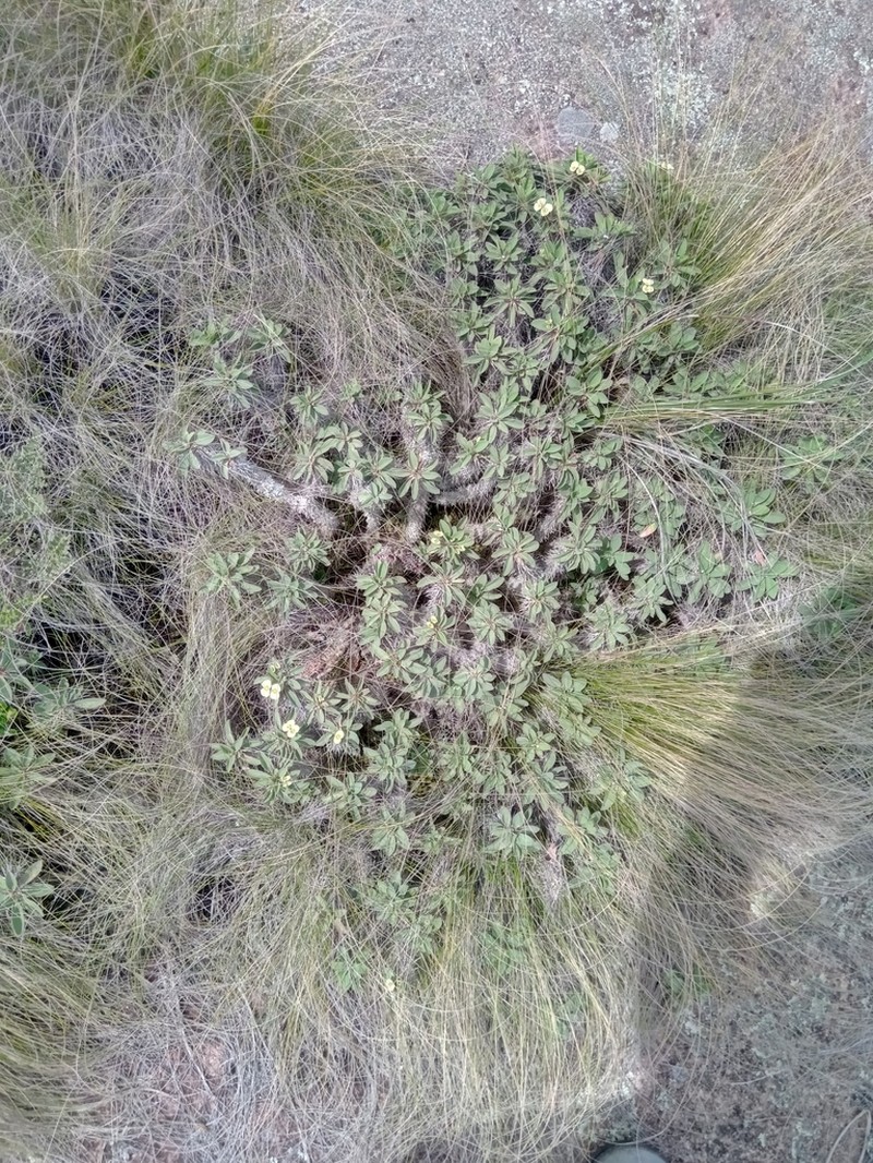 Euphorbia duranii photo 6