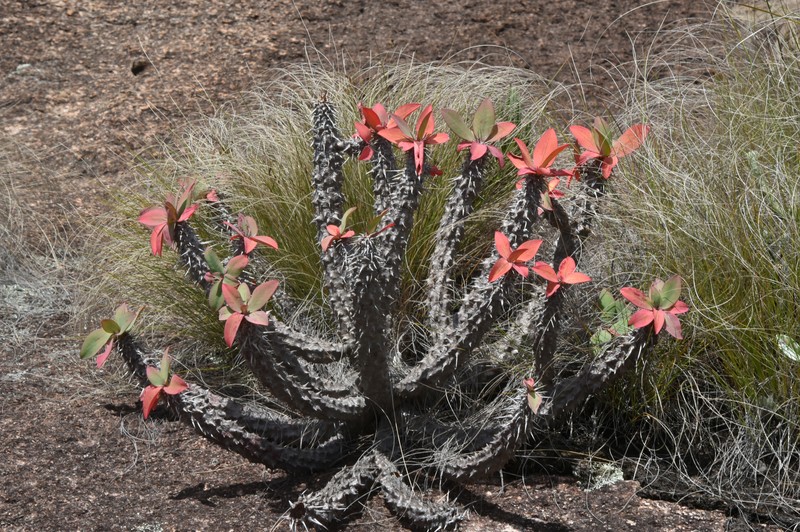 Euphorbia duranii var. duranii photo 2