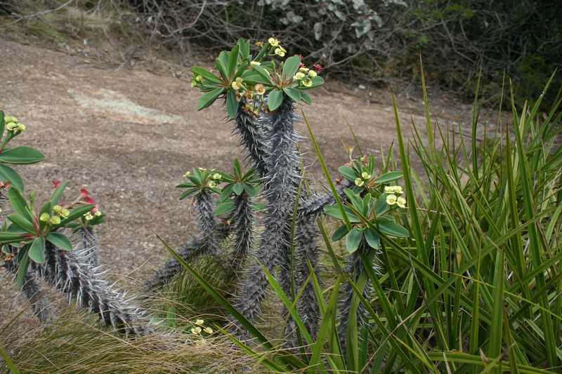 Euphorbia duranii var. duranii photo 3