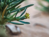 Euphorbia duseimata
