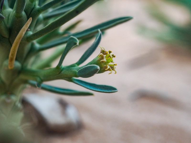 Euphorbia duseimata