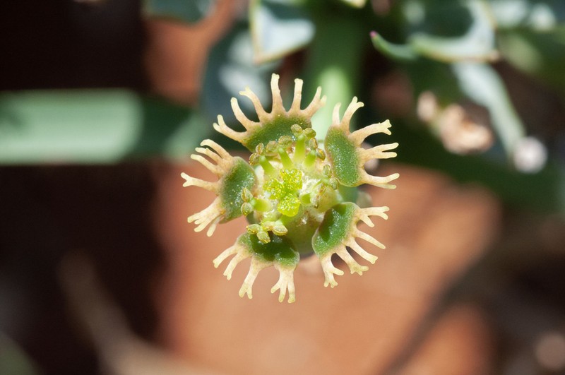 Euphorbia duseimata photo 2