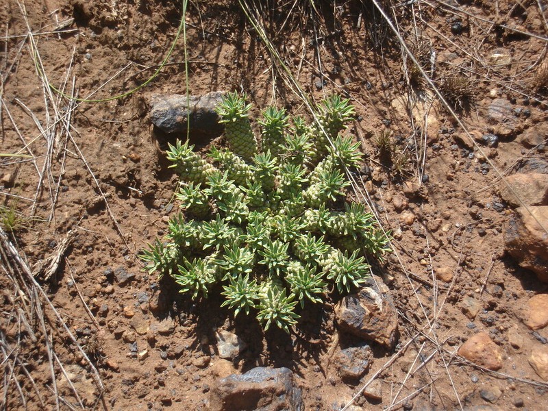 Euphorbia duseimata photo 3