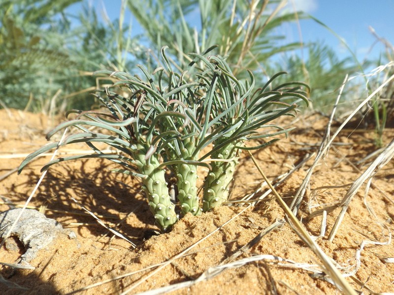 Euphorbia duseimata photo 4
