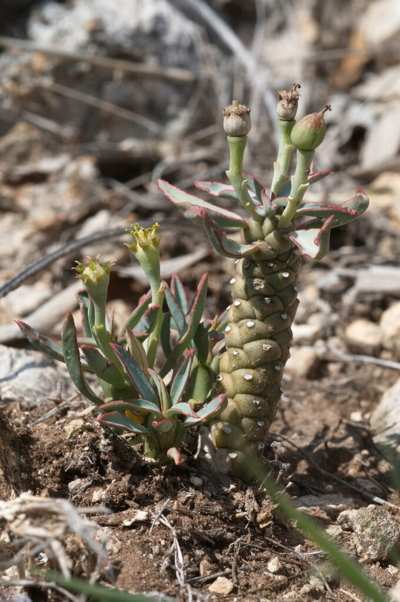 Euphorbia duseimata photo 5