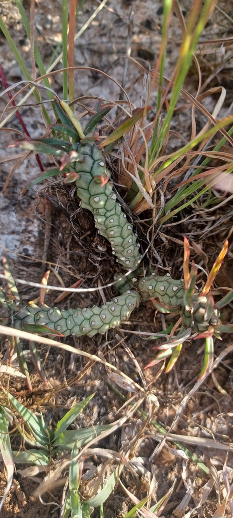 Euphorbia duseimata photo 6