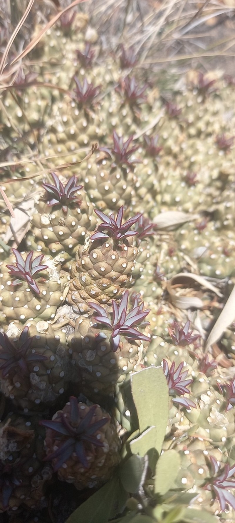 Euphorbia duseimata photo 7