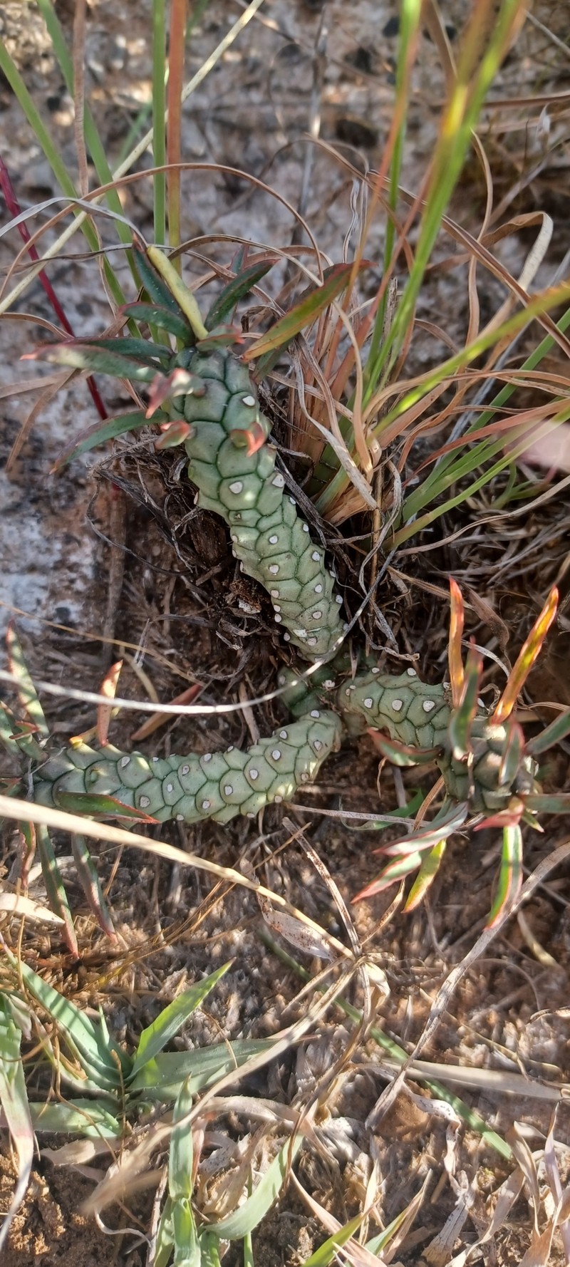 Euphorbia duseimata photo 8