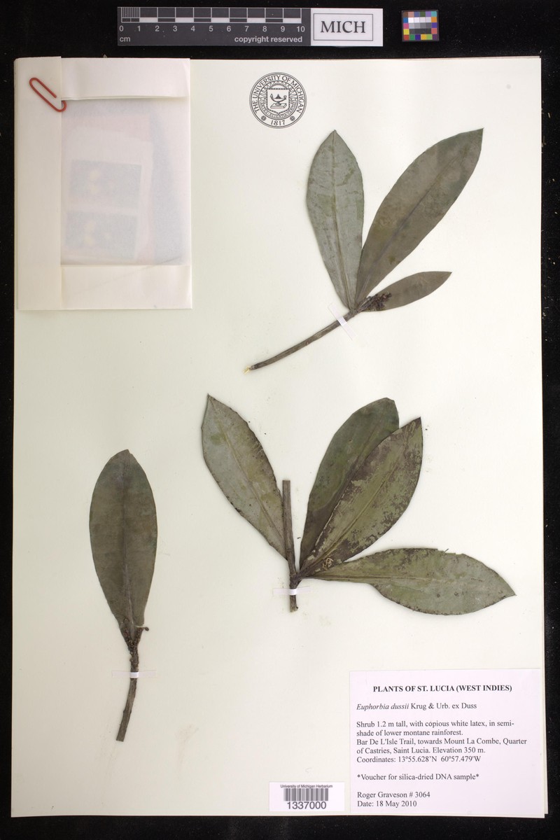 Euphorbia dussii
