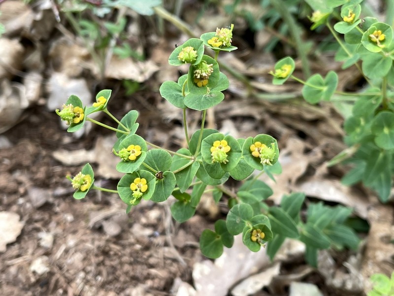 Euphorbia duvalii