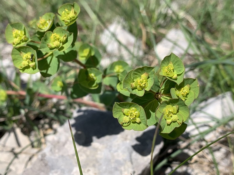 Euphorbia duvalii photo 2