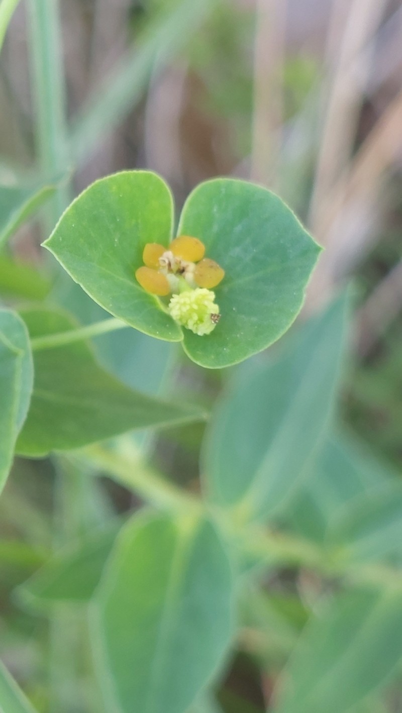 Euphorbia duvalii photo 3