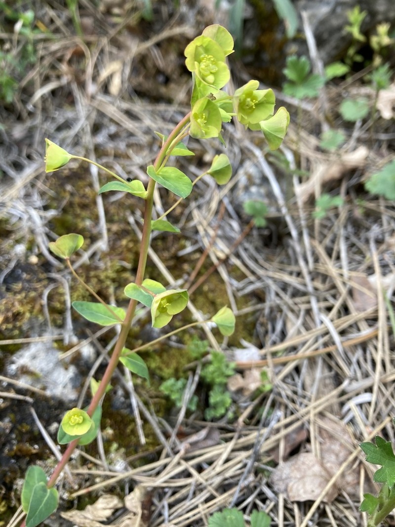 Euphorbia duvalii photo 4