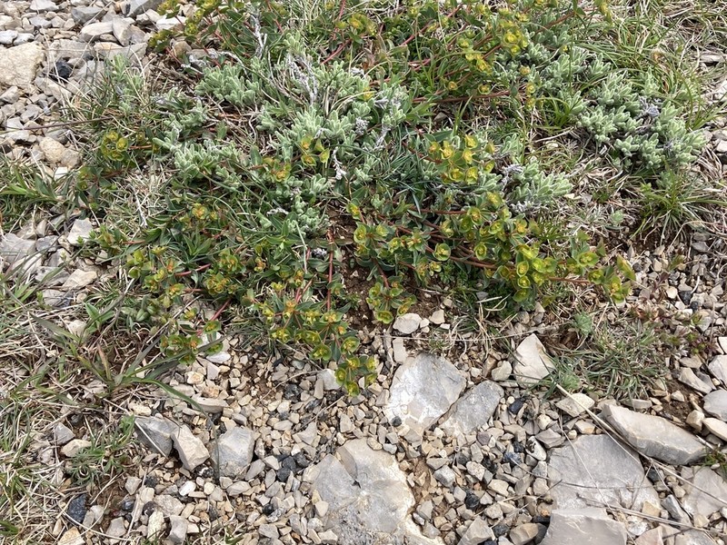 Euphorbia duvalii photo 5