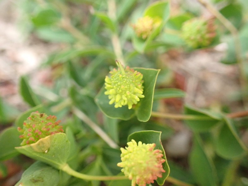 Euphorbia duvalii photo 6