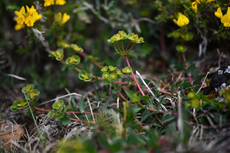 Euphorbia duvalii photo 7