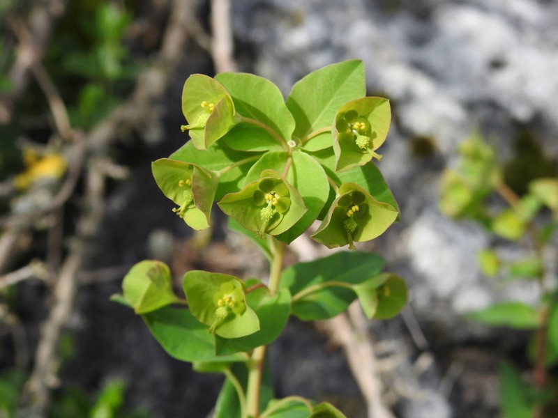 Euphorbia duvalii photo 8