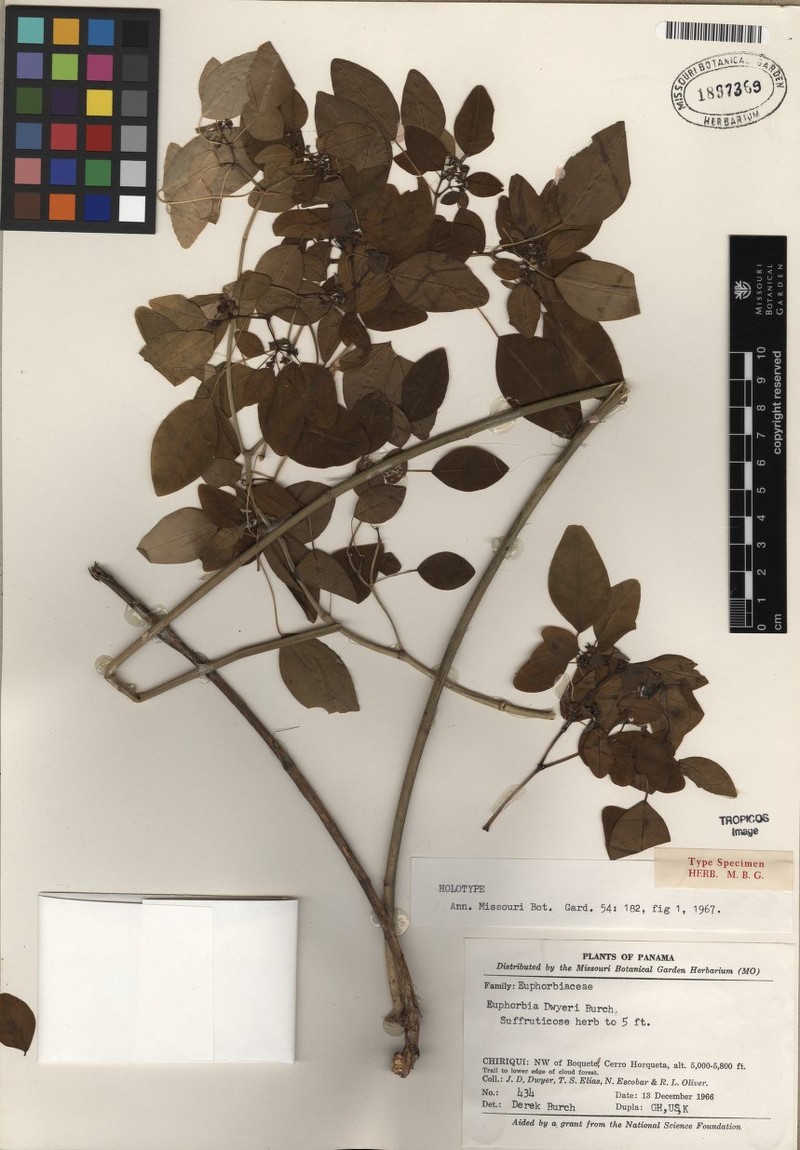 Euphorbia dwyeri