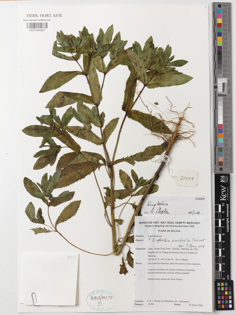 Euphorbia eanophylla