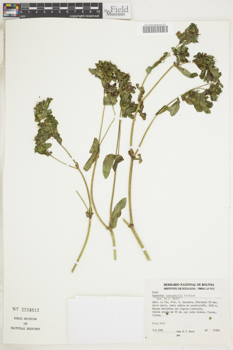 Euphorbia eanophylla photo 2
