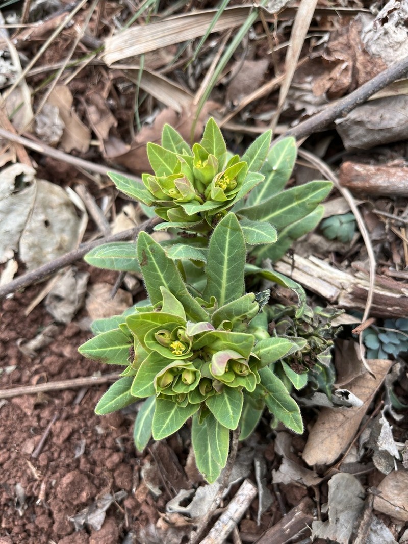 Euphorbia ebracteolata