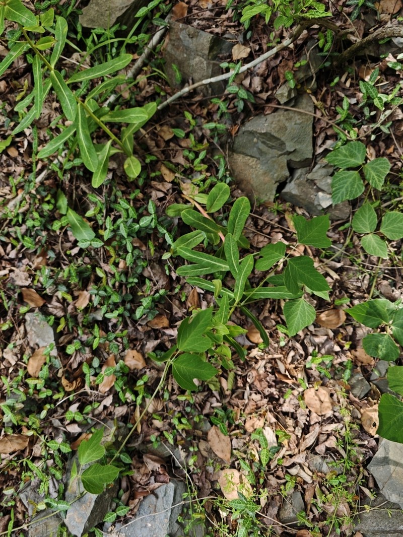 Euphorbia ebracteolata photo 2