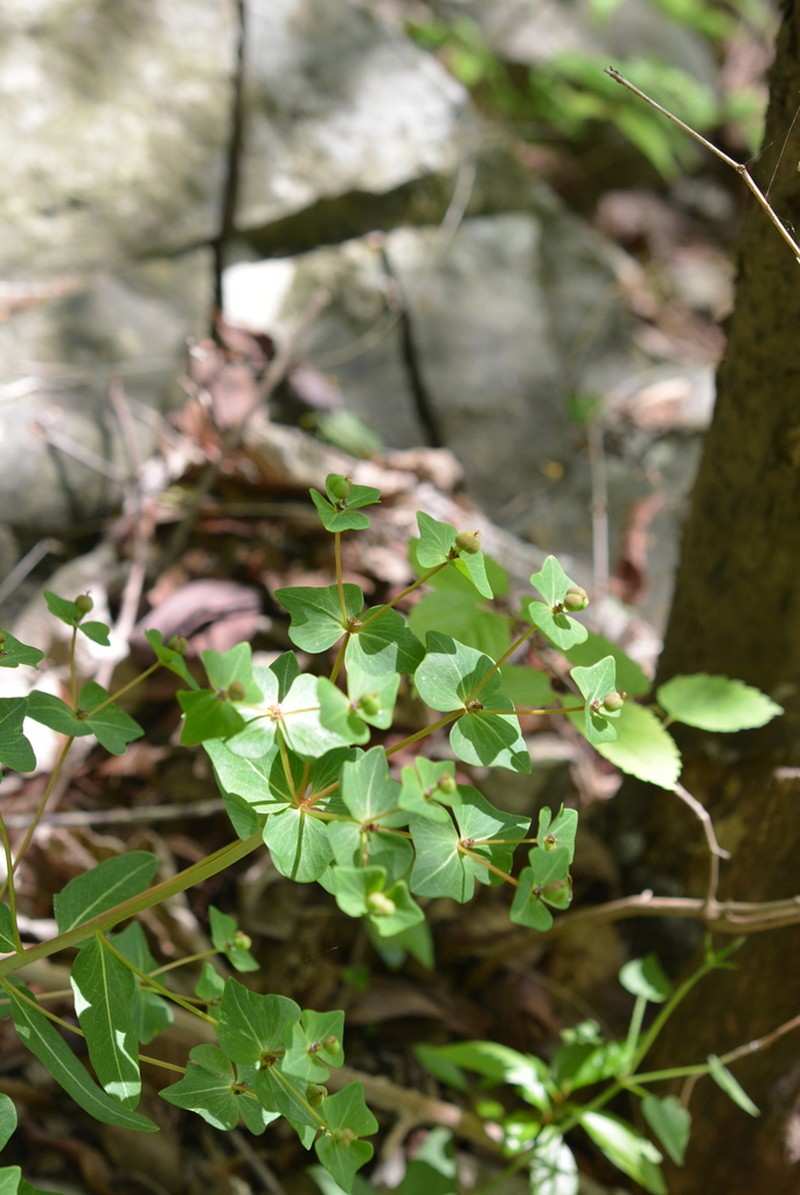 Euphorbia ebracteolata photo 3