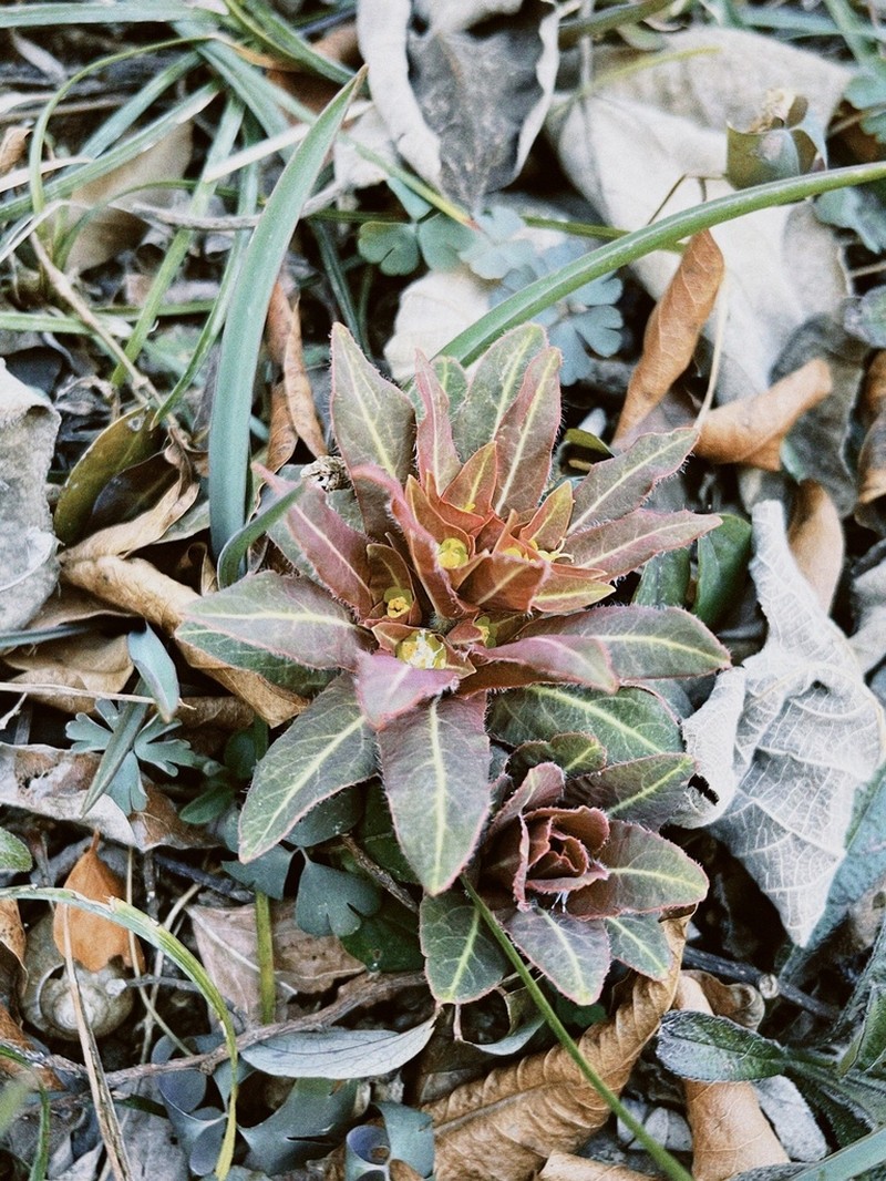 Euphorbia ebracteolata photo 4