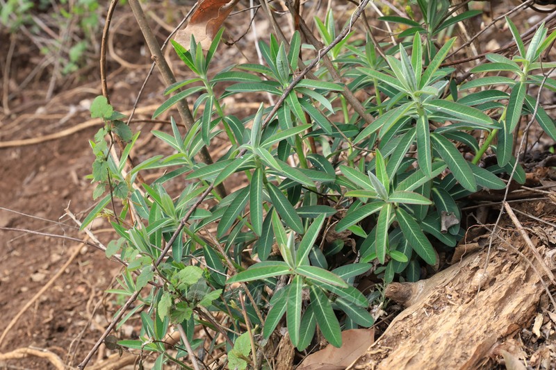 Euphorbia ebracteolata photo 5