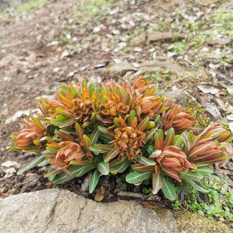 Euphorbia ebracteolata photo 6