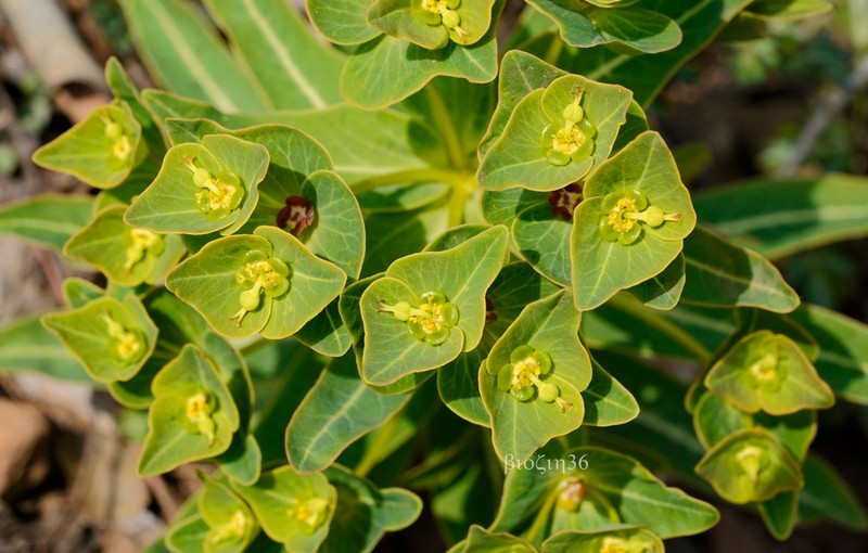 Euphorbia ebracteolata photo 7