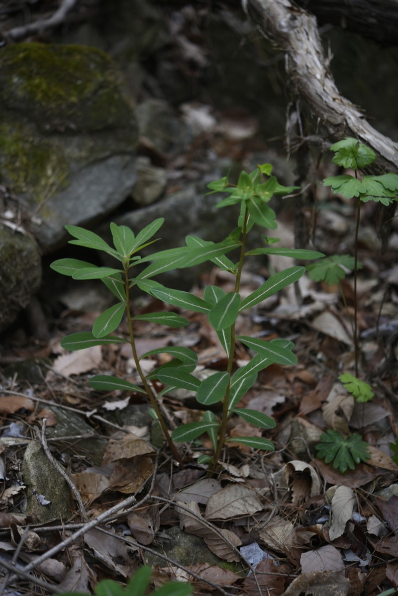 Euphorbia ebracteolata photo 8