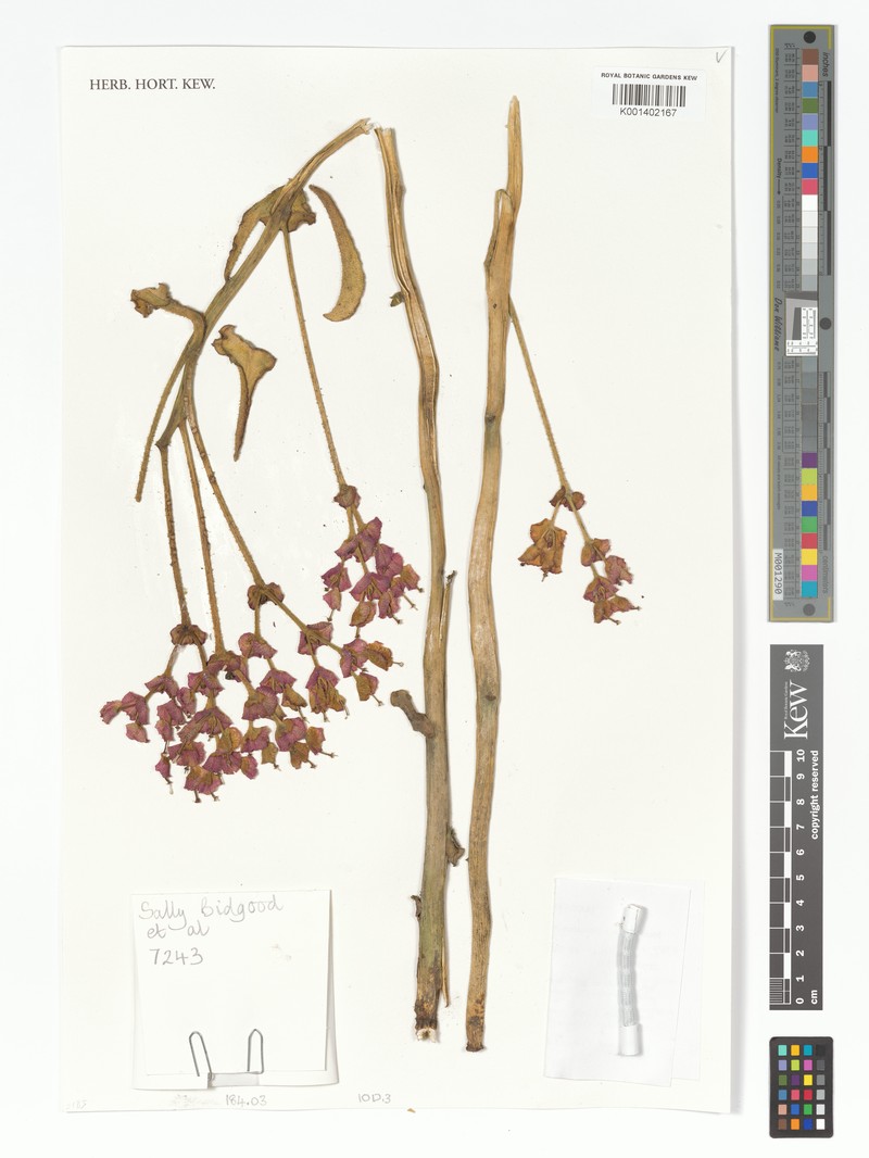 Euphorbia echinulata photo 2