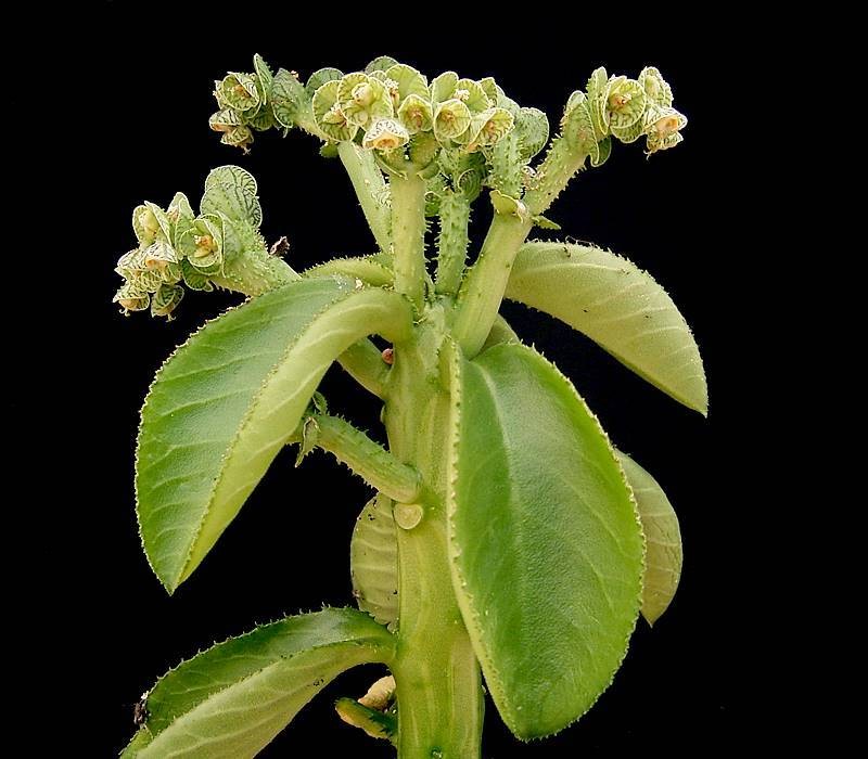 Euphorbia echinulata photo 7