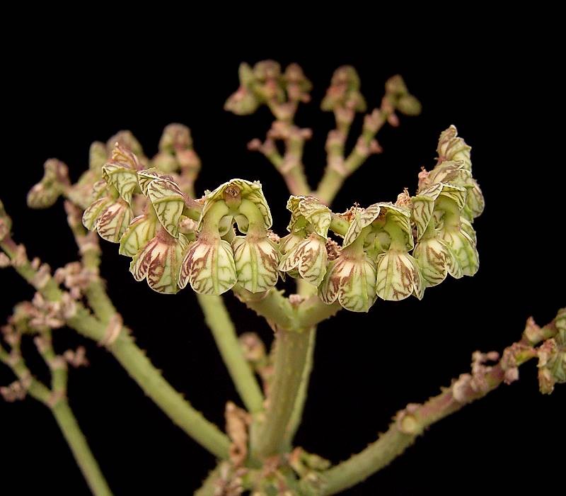 Euphorbia echinulata photo 8