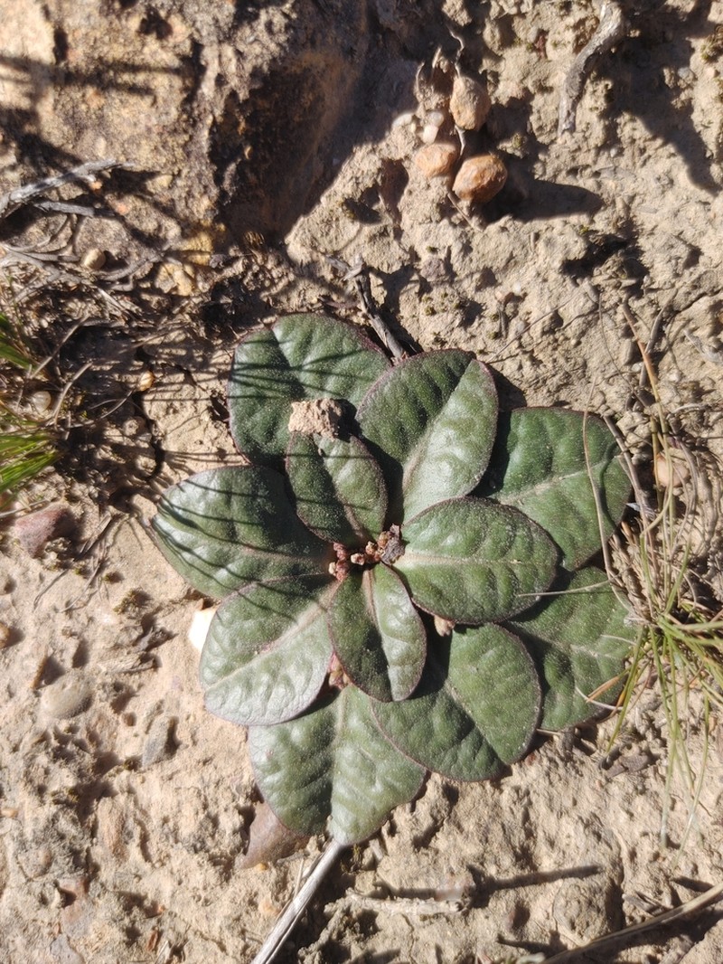 Euphorbia ecklonii