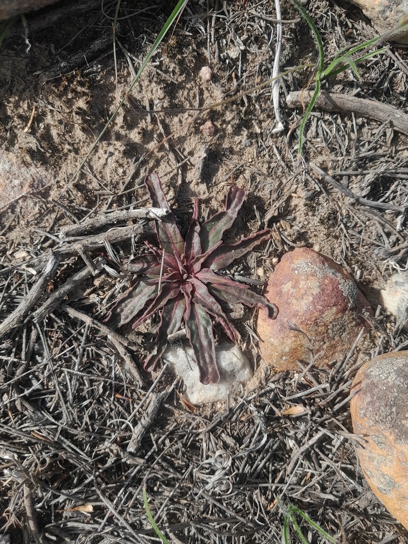 Euphorbia ecklonii photo 2