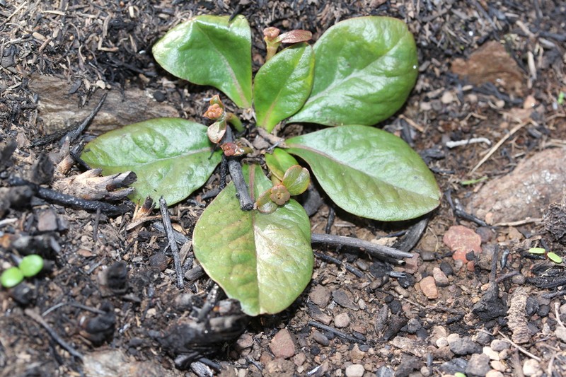 Euphorbia ecklonii photo 3