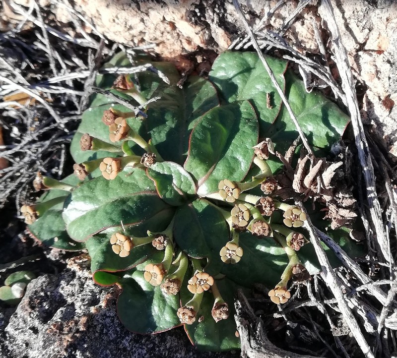 Euphorbia ecklonii photo 4