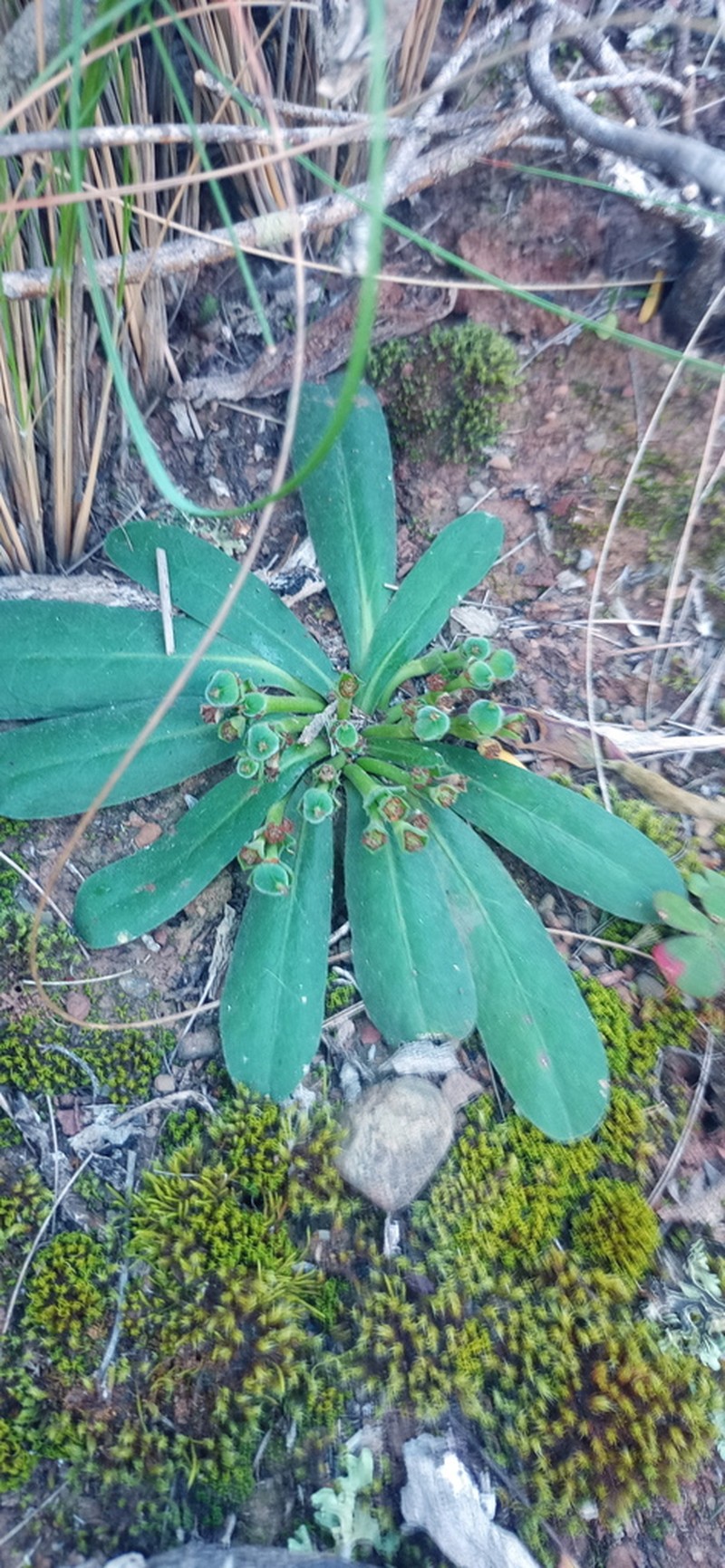 Euphorbia ecklonii photo 5