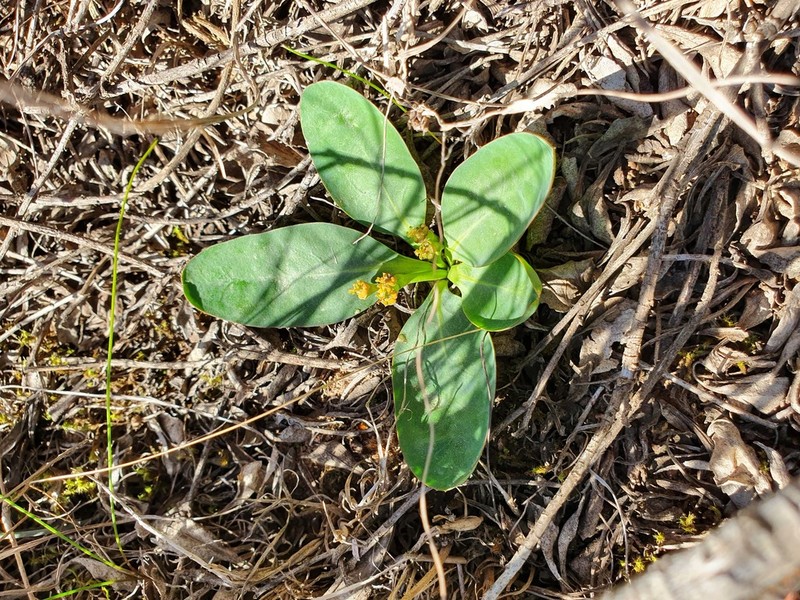 Euphorbia ecklonii photo 6