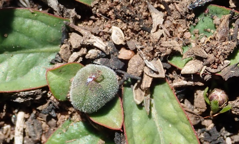 Euphorbia ecklonii photo 7