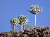 Euphorbia eduardoi