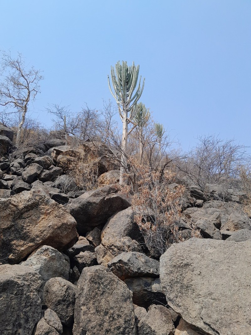 Euphorbia eduardoi photo 2