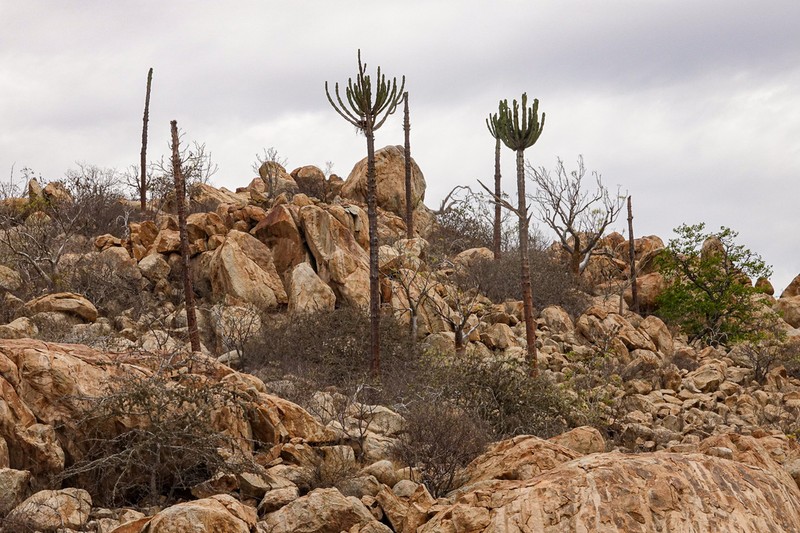 Euphorbia eduardoi photo 3