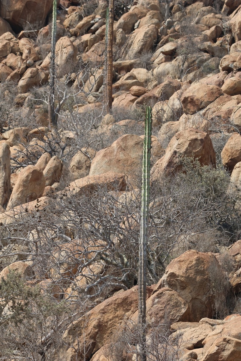 Euphorbia eduardoi photo 5