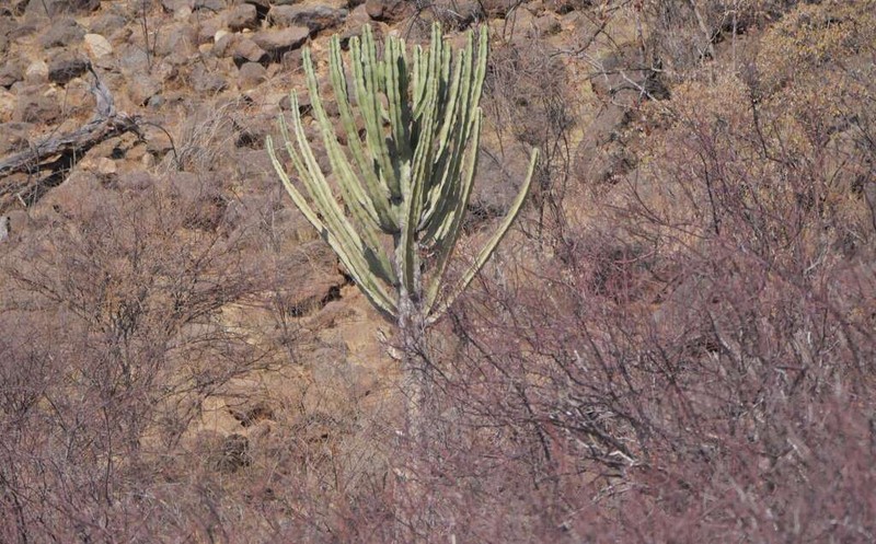 Euphorbia eduardoi photo 6