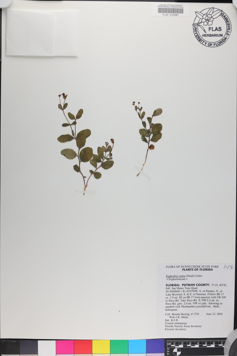 Euphorbia eggersii