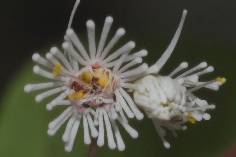 Euphorbia eglandulosa